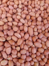 Wholesale Natural Organic First Grade Shelled Peanut Bulk Raw Peanut Sorting Peanuts Nuts & Kernels