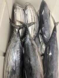 Wholesale Frozen Tuna Premium Quality Fresh and Healthy Perfect for Sushi Sashimi and Gourmet Recipes Fast Delivery