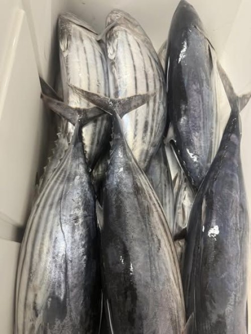 Wholesale Frozen Tuna Premium Quality Fresh and Healthy Perfect for Sushi Sashimi and Gourmet Recipes Fast Delivery