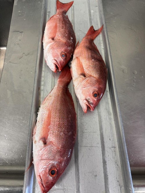 Premium Quality Frozen Pargo Fish available now Order online and enjoy fast delivery for top taste and freshness