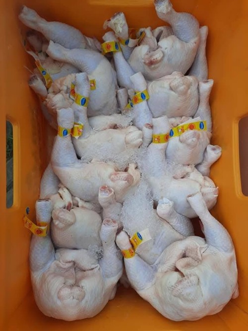 Buy Halal Whole Frozen Chicken for Export /Halal Frozen Whole Chicken
