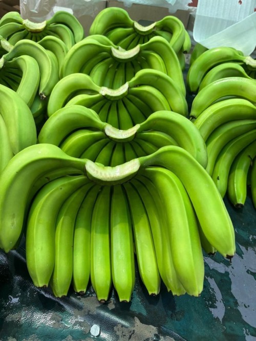 High Quality Organic Cavendish Green Bananas Carefully Packed Bulk Export Wholesale