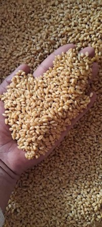 Premium Wheat Grains - GOLDEN Quality