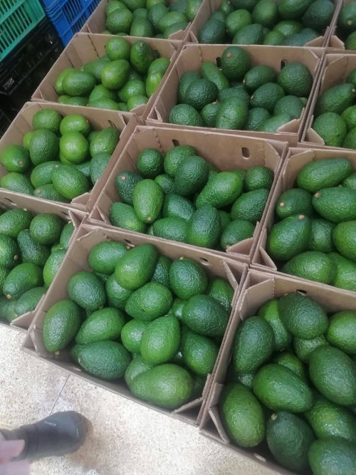 Natural and Fresh Avocado Available at Affordable Prices for Sale