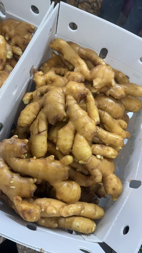 Whole and Split Dry Ginger dry ginger whole ginger dried for sale