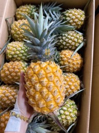 High Quality Canned Pineapple in Syrup Best Price Delicious Canned Fruit