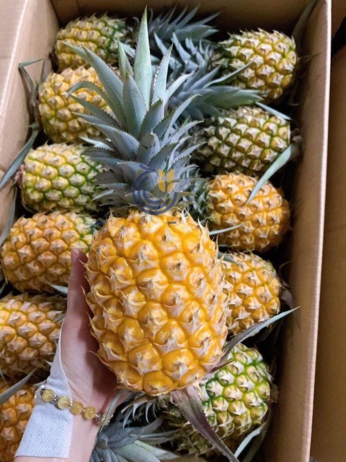 High Quality Canned Pineapple in Syrup Best Price Delicious Canned Fruit