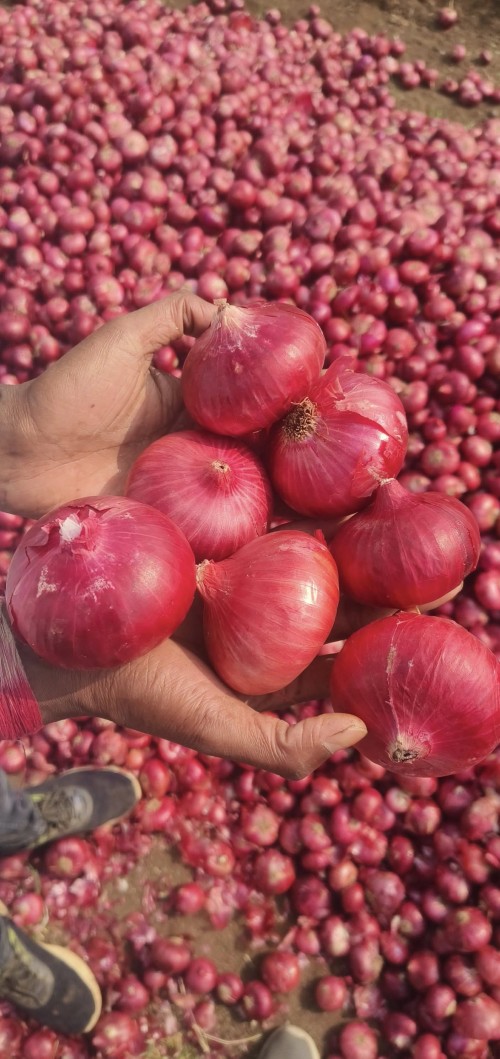 Fresh Red and white Onions bulk supply