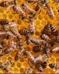 Pure Natural Mature Raw Honey Hot Sale 100% Organic Bee Honey