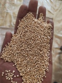 Wholesale Organic White Quinoa Seeds for Healthy Eating High Protein Gluten-Free Superfood Fast Shipping and Top Grade