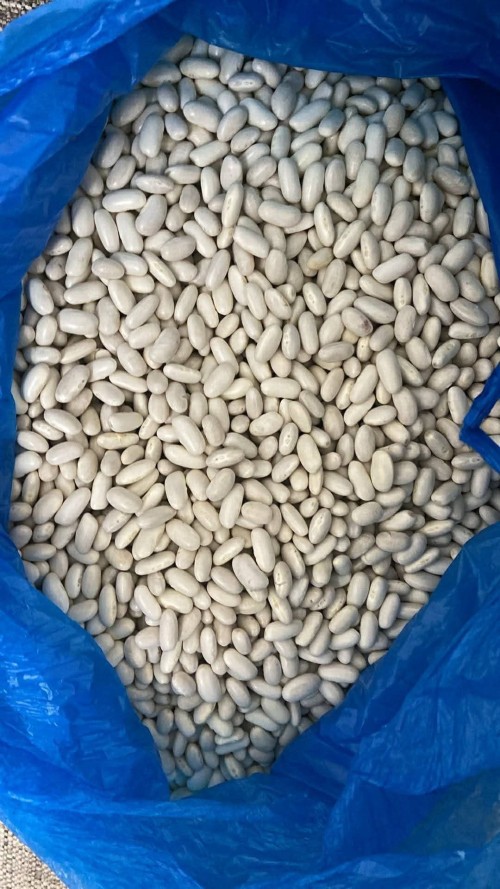 Leading Supplier High Quality Wholesale Bulk Dried White Kidney Beans