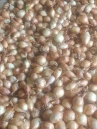 Fresh Red and white Onions bulk supply