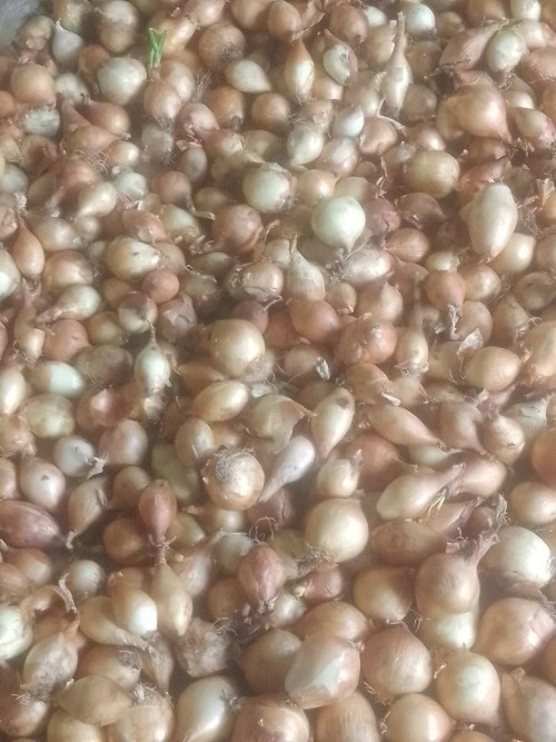 Fresh Red and white Onions bulk supply