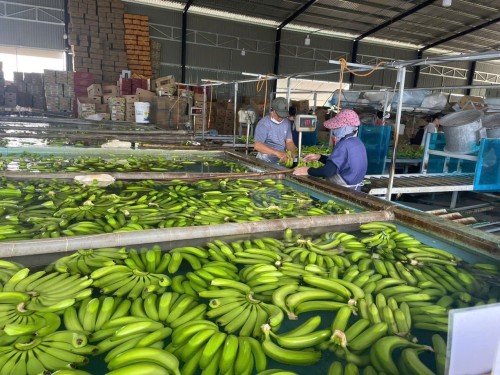 High Quality Organic Cavendish Green Bananas Carefully Packed Bulk Export Wholesale