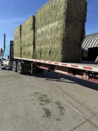 Hot Sale Alfalfa hay for Animal Feeding and Seeds Cheap Alfalfa hay Bales Packing Bulk Suppliers Cattle Feed and Horse