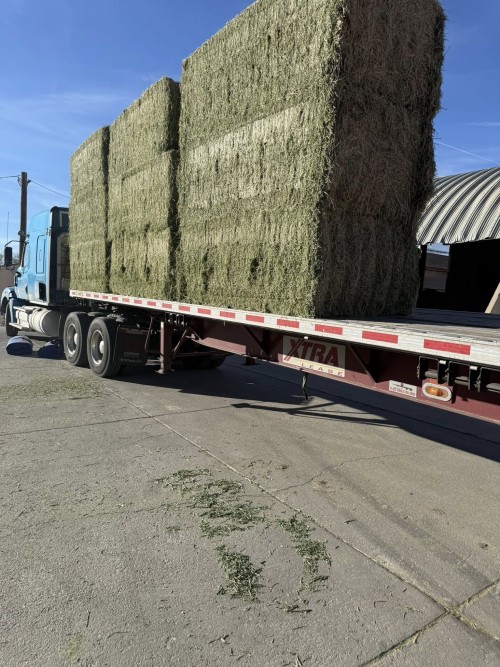 Hot Sale Alfalfa hay for Animal Feeding and Seeds Cheap Alfalfa hay Bales Packing Bulk Suppliers Cattle Feed and Horse