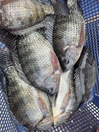 TOP Quality Frozen Tilapia Fresh Frozen Viscera Iqf Red Tilapia Rouge Frozen Ready for Sale