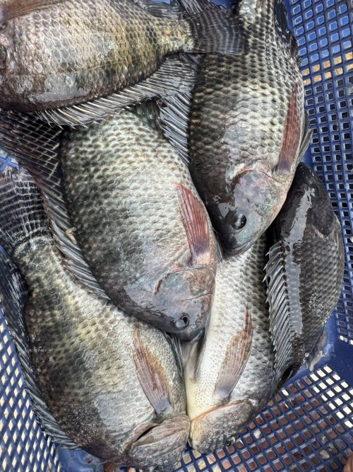 TOP Quality Frozen Tilapia Fresh Frozen Viscera Iqf Red Tilapia Rouge Frozen Ready for Sale