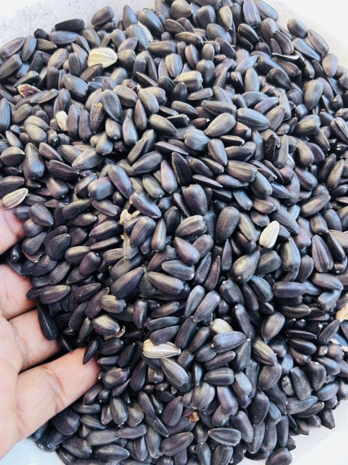 Organic Sunflower Seeds Raw Dried Premium Grade With Customized Packing at Factory Price