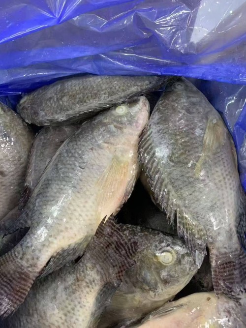 TOP Quality Frozen Tilapia Fresh Frozen Viscera Iqf Red Tilapia Rouge Frozen Ready for Sale