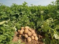 Hot Selling Natural Fresh Potatoes High Quality Fresh Potatoes Vegetables Wholesale Price