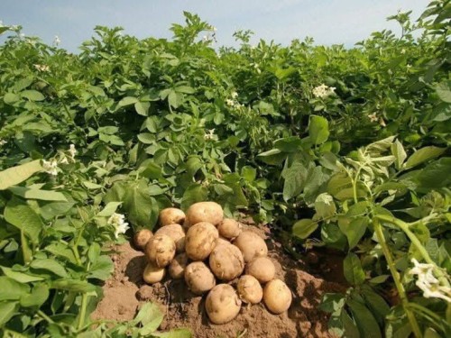 Hot Selling Natural Fresh Potatoes High Quality Fresh Potatoes Vegetables Wholesale Price