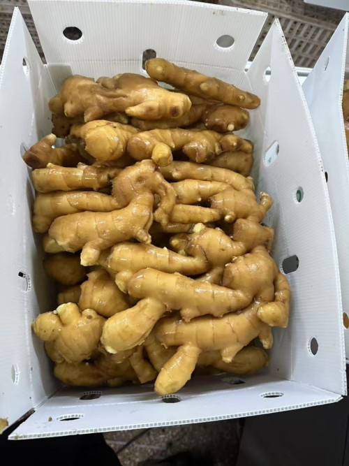 Whole and Split Dry Ginger dry ginger whole ginger dried for sale