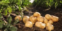 Hot Selling Natural Fresh Potatoes High Quality Fresh Potatoes Vegetables Wholesale Price