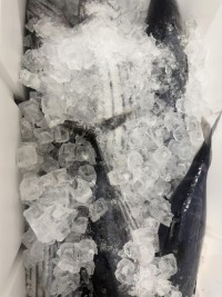 Wholesale Frozen Tuna Premium Quality Fresh and Healthy Perfect for Sushi Sashimi and Gourmet Recipes Fast Delivery