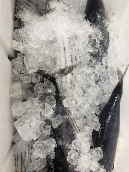 Wholesale Frozen Tuna Premium Quality Fresh and Healthy Perfect for Sushi Sashimi and Gourmet Recipes Fast Delivery