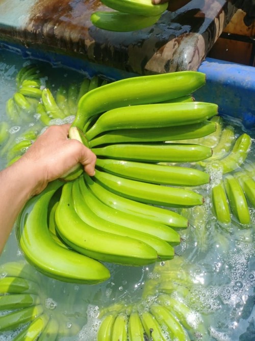 High Quality Organic Cavendish Green Bananas Carefully Packed Bulk Export Wholesale