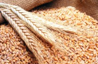 Premium Wheat Grains - GOLDEN Quality