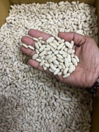 Leading Supplier High Quality Wholesale Bulk Dried White Kidney Beans