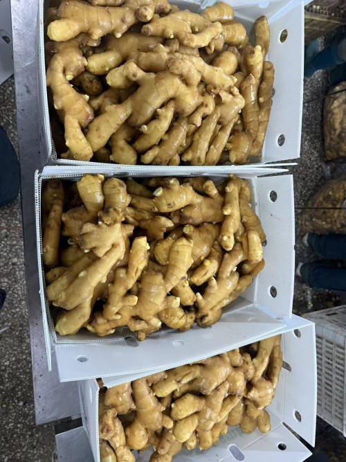 Whole and Split Dry Ginger dry ginger whole ginger dried for sale
