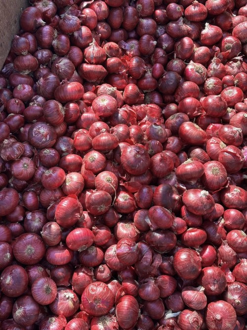 Fresh Red and white Onions bulk supply