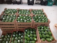 Natural and Fresh Avocado Available at Affordable Prices for Sale