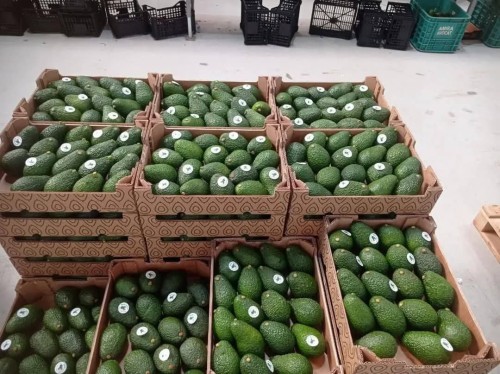 Natural and Fresh Avocado Available at Affordable Prices for Sale