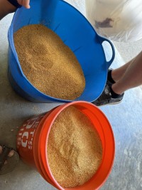 Premium Quality Distillers Dried Grains with Solubles for Livestock Feed | Fast Delivery & Wholesale Buy Options Availa