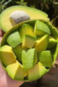 Natural and Fresh Avocado Available at Affordable Prices for Sale