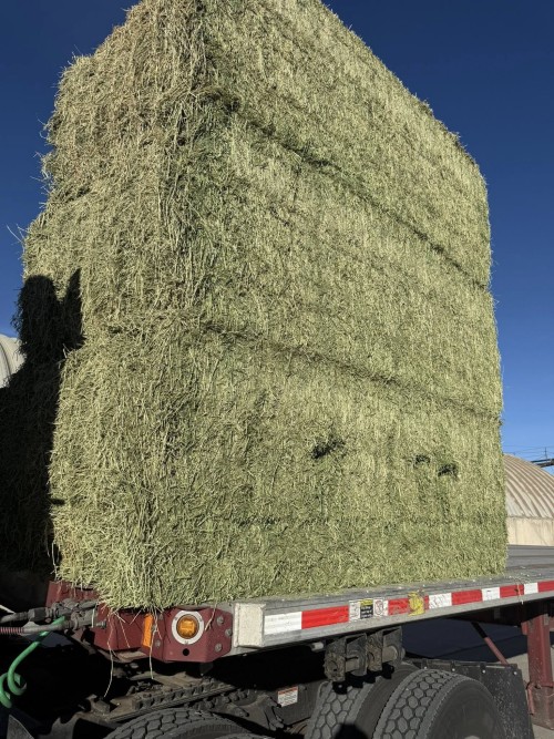 Hot Sale Alfalfa hay for Animal Feeding and Seeds Cheap Alfalfa hay Bales Packing Bulk Suppliers Cattle Feed and Horse