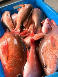 Premium Quality Frozen Pargo Fish available now Order online and enjoy fast delivery for top taste and freshness