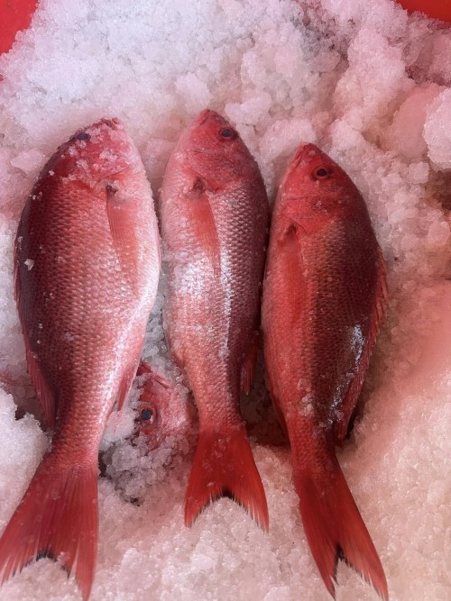 Premium Quality Frozen Pargo Fish available now Order online and enjoy fast delivery for top taste and freshness