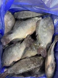 TOP Quality Frozen Tilapia Fresh Frozen Viscera Iqf Red Tilapia Rouge Frozen Ready for Sale