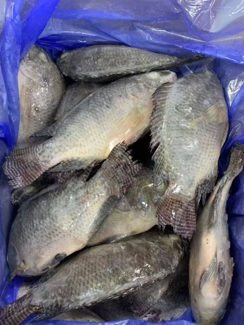 TOP Quality Frozen Tilapia Fresh Frozen Viscera Iqf Red Tilapia Rouge Frozen Ready for Sale